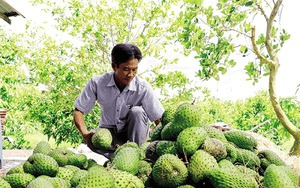 Nước tràn đồng An Giang, phóng xe máy đi câu ếch đồng, con động vật hoang dã đặc sản đãi nhà giàu - Ảnh 7.