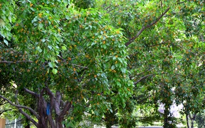 Cây cảnh ngàn vàng không đổi, trồng trong sân để thu hút may mắn, tài lộc, giúp trấn trạch, an gia  - Ảnh 28.