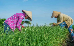 Chèo xuồng vô một khu rừng ở Tiền Giang ví như Đồng Tháp Mười thu nhỏ, la liệt chim hoang dã - Ảnh 14.