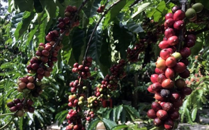 Giá cà phê Robusta phục hồi trở lại từ mức thấp nhất một tháng - Ảnh 6.