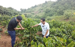 Chuyện về doanh nhân Nguyễn Chí Long và sản phẩm OCOP 4 sao từ cây sâm Ngọc Linh trên đất Sơn La - Ảnh 2.