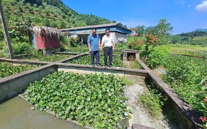 Từ chuyện thầy giáo dạy toán trở thành "quán quân" trồng hồng ở Hàn Quốc đến nhập khẩu quả hồng sang Việt Nam - Ảnh 10.