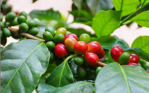 Giá cà phê Robusta phục hồi trở lại từ mức thấp nhất một tháng - Ảnh 5.