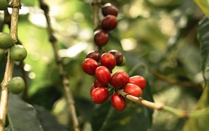 Giá cà phê Robusta phục hồi trở lại từ mức thấp nhất một tháng - Ảnh 4.