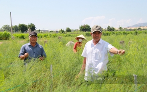 Hợp tác xã ở Phú Thọ liên kết nông dân thành vùng chuyên canh rau an toàn - Ảnh 7.