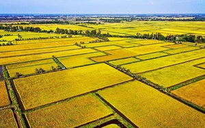 Đi tìm nghìn lẻ một cách làm giàu của nông dân: Hãy quay lại với bèo hoa dâu! (Bài cuối) - Ảnh 4.