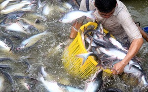 Ông tỷ phú Cà Mau tát ao nuôi cá chình tiền tỷ ở xã tỷ phú, bắt toàn con to bự, bán cho Trung Quốc - Ảnh 5.