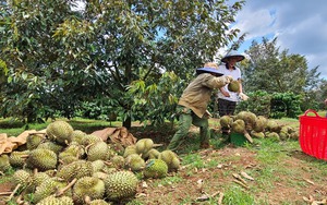 Sầu riêng trái vụ tăng giá mạnh, hôm nay có loại lên tới 160.000 đồng/kg - Ảnh 8.