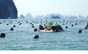 Đi tìm nghìn lẻ một cách làm giàu của nông dân: Hãy quay lại với bèo hoa dâu! (Bài cuối) - Ảnh 5.