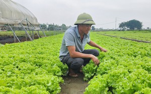 Rau mì chính, loài rau thân như cây sắn, lá như lá đu đủ đang đắt hàng, nhiều người hỏi mua giống - Ảnh 3.