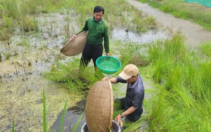 Giá cà phê cao kỷ lục, nông dân Lâm Đồng phân vân “nên bán hay chờ” - Ảnh 9.