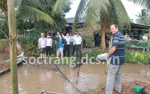 Đang vào mùa dân trèo lên cây thốt nốt, loại cây lạ đời 20 năm mới cho trái, là quả đặc sản An Giang - Ảnh 5.