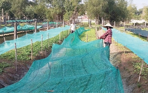 Nuôi chồn hương "đông như quân Nguyên", nông dân Nghệ An bán con động vật hoang dã này đắt hàng - Ảnh 15.