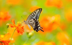 Cây cảnh nghe tên đã sợ mất mật, cô độc nhưng mạnh mẽ, người yêu thích, kẻ ngại ngần - Ảnh 15.