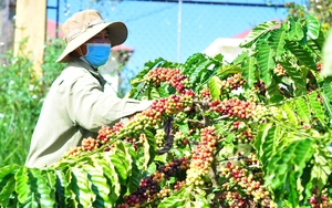 Xuất hiện tình trạng quảng cáo, lôi kéo chơi cờ bạc trực tuyến trá hình ở Lâm Đồng - Ảnh 8.