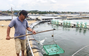 Thái Nguyên: Trên trồng cây ăn quả, dưới thả gà, cây tốt, quả ngon ngọt, lại không mất công làm cỏ - Ảnh 5.