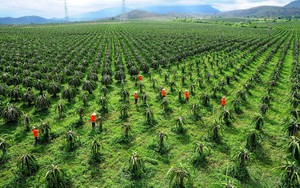 Du khách nước ngoài tử vong do tai nạn giao thông ở Mũi Né, TP.Phan Thiết, Bình Thuận- Ảnh 2.