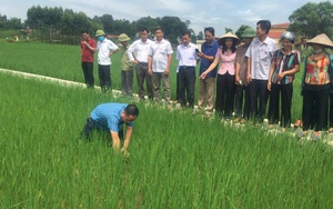 Nữ nông dân giỏi canh tác lúa thân thiện với môi trường kéo cả làng cùng làm theo ở Bắc Giang - Ảnh 6.