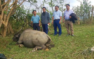 Nghệ An: Tranh chấp mức phí, chủ đầu tư Khu công nghiệp Hoàng Mai I chặn cổng doanh nghiệp- Ảnh 5.