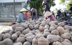 Giá cà phê cao kỷ lục, nông dân Lâm Đồng phân vân “nên bán hay chờ” - Ảnh 12.