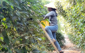 Giá tiêu vẫn tăng chóng mặt, 'choáng' với giá tiêu ở Đắk Lắk hôm nay - Ảnh 8.