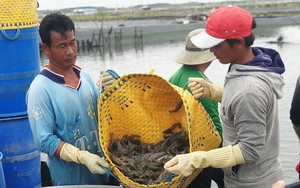 Ở nùng này của Lâm Đồng, mọc lên một vườn hoa hồng Pháp, từ vết cắt mầm nụ mọc lên tua tủa - Ảnh 3.