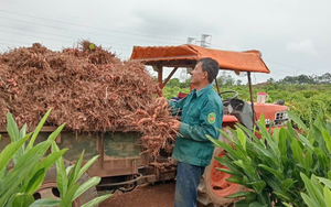 Phú Yên: Giá trị sản xuất ngành nông nghiệp ước đạt 14.455 tỷ đồng - Ảnh 5.