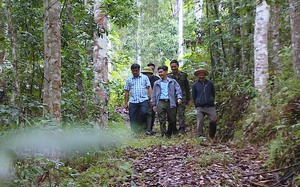 Rừng Bắc Kạn tiềm năng, thách thức và hội nhập (Bài 3): Gỗ Bắc Kạn nguy cơ “bại” trên sân nhà  - Ảnh 3.