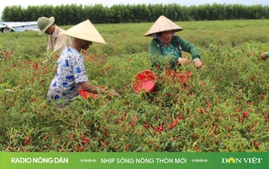 TP.HCM kiến nghị sử dụng vốn ngân sách để xây dựng nông thôn mới  - Ảnh 7.