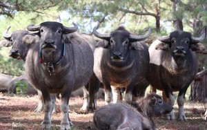 Hàng trăm "cây tỷ đô" bật gốc, gãy đổ sau 30 phút mưa lớn tại một huyện của Lâm Đồng  - Ảnh 5.