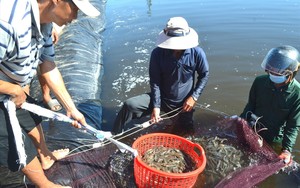  Muốn xuất khẩu nông lâm thủy sản, bắt buộc phải thực hành sản xuất nông nghiệp tốt - Ảnh 5.