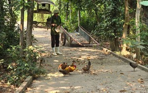 Hàng trăm "cây tỷ đô" bật gốc, gãy đổ sau 30 phút mưa lớn tại một huyện của Lâm Đồng  - Ảnh 8.