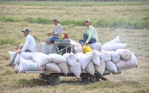 Chi phí sản xuất tăng cao, Gạo Trung An sa lầy trong khó khăn, thua lỗ - Ảnh 7.