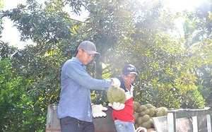 Sơn La: Chính quyền hỗ trợ, người dân chung tay, đẩy lùi dịch bệnh lở mồm long móng, giữ "đàn cơ nghiệp" - Ảnh 5.