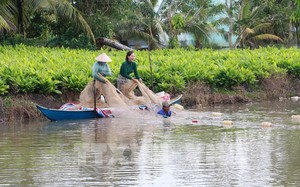 "Dụ dỗ" hàng trăm con cua biển đến ở "chung cư mi ni" ở Trà Vinh, lớn con nào bán ngay con đó - Ảnh 2.