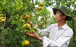 Hội Nông dân tỉnh Thái Nguyên tổng kết công tác hội và phong trào nông dân năm 2024 - Ảnh 5.
