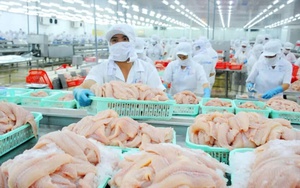 Trung Quốc cảnh báo với sầu riêng, mít Việt Nam, Cục Bảo vệ thực vật đưa ra khuyến cáo - Ảnh 4.