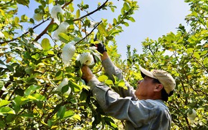 Người dân Lâm Đồng sốt ruột vì cà phê “ngâm nước”, rụng đầy gốc sau mưa - Ảnh 10.