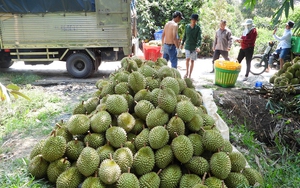 Trung Quốc cảnh báo với sầu riêng, mít Việt Nam, Cục Bảo vệ thực vật đưa ra khuyến cáo - Ảnh 3.