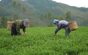 Nông dân các tỉnh phía Nam khẩn trương xuống giống vụ lúa Đông Xuân- Ảnh 5.