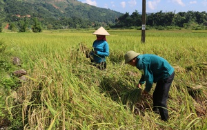 Một loại giống lúa mới trình diễn lần đầu, nhiều nông dân ở Khánh Hòa mê  - Ảnh 4.