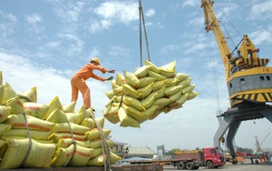 Indonesia tuyên bố không nhập khẩu gạo trong năm tới, thị trường gạo sẽ ra sao? - Ảnh 4.