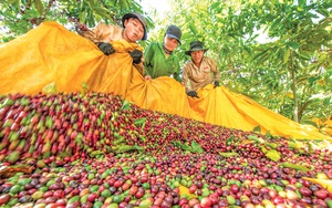 Vô khu rừng rộng nhất Đồng Nai, bò tót đứng hàng đàn, voi rừng đi giữa đường, vịt trời bay la liệt - Ảnh 12.