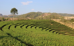 “Đòn bẩy” tạo động lực hoàn thành tiêu chí xây dựng nông thôn mới ở Thuận Châu - Ảnh 8.