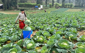 Kỳ tích nông nghiệp 2024: OCOP thăng hạng, nông thôn mới "vươn mình" vào kỷ nguyên mới - Ảnh 7.