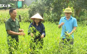 Vô một khu rừng ở Gia Lai chợ thấy mặt đất mọc la liệt nấm linh chi đỏ, ai ngờ nấm nhà giàu trồng - Ảnh 4.