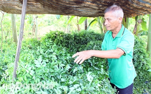 Hội Nông dân Khánh Hòa đã xây dựng 8 mô hình nông nghiệp kết hợp với du lịch  - Ảnh 11.