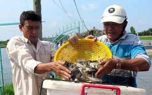 Một loài cá suýt bị tuyệt chủng đã được hồi sinh thần kỳ, nay là đặc sản, cực kỳ giàu canxi, Omega-3 - Ảnh 5.