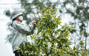 Khách Tây "đội mưa" trải nghiệm cày ruộng cùng nông dân Hội An- Ảnh 13.