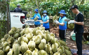 Sầu riêng tăng giá kỷ lục, vượt mức 200.000 đồng/kg - Ảnh 3.